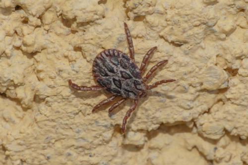 Dermacentor marginatus